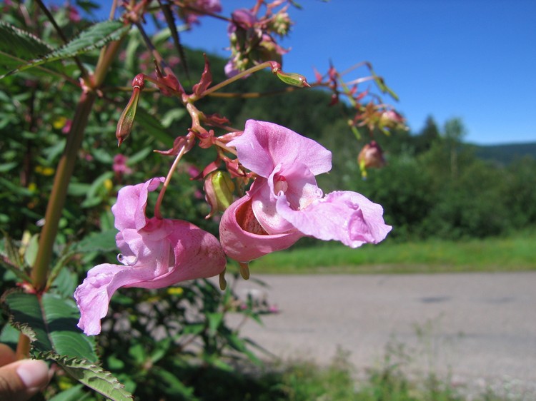 Impatiens glandulifera